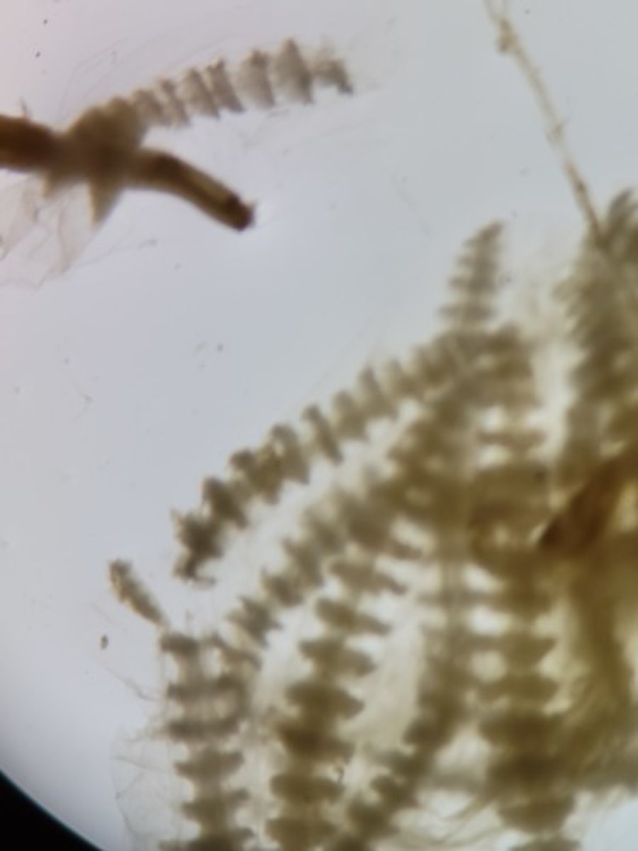 <p>Identify Taxonomy</p>