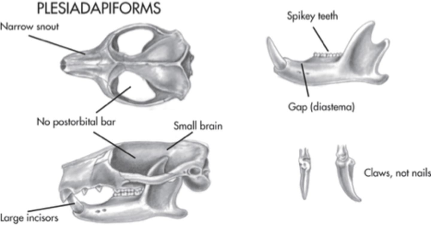 <p>- Small Brains</p><p>- Prognathic Face</p><p>- No Postorbital Bar</p><p>- Diastema (Tooth Spacing</p>