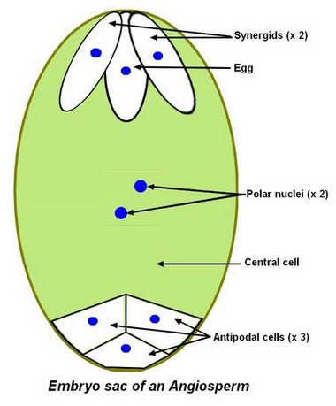 <p>A fertilized reproductive structure consisting of three parts of a plant life cycle:mother sporophyte covering/integument (2n), nutritive megagametophyte (n), and zygote (2n).</p>