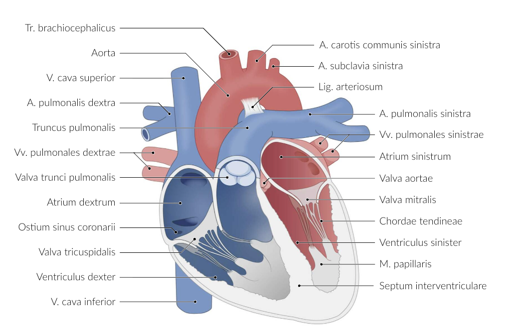 <p>D. Mitral valve stenosis</p>