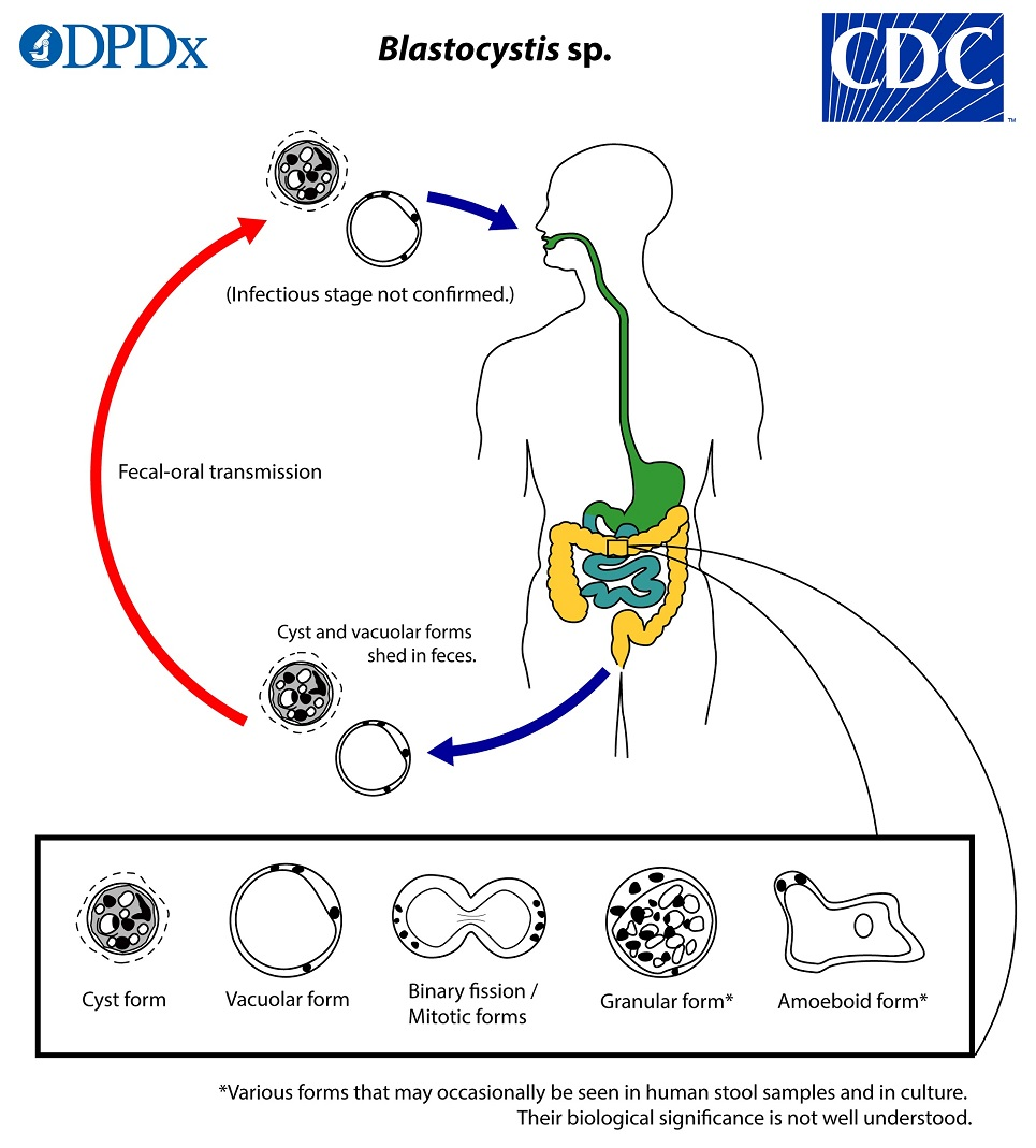 <ol><li><p><span>Cyst is ingested</span></p></li><li><p><span>Excystation in the large intestine</span></p></li><li><p><span>Develops into the vacuolar &amp; other forms</span></p></li><li><p><span>Encystation during passage thru large intestine</span></p></li><li><p><span>Unknown as to cause of transition between forms</span></p></li></ol><p></p>