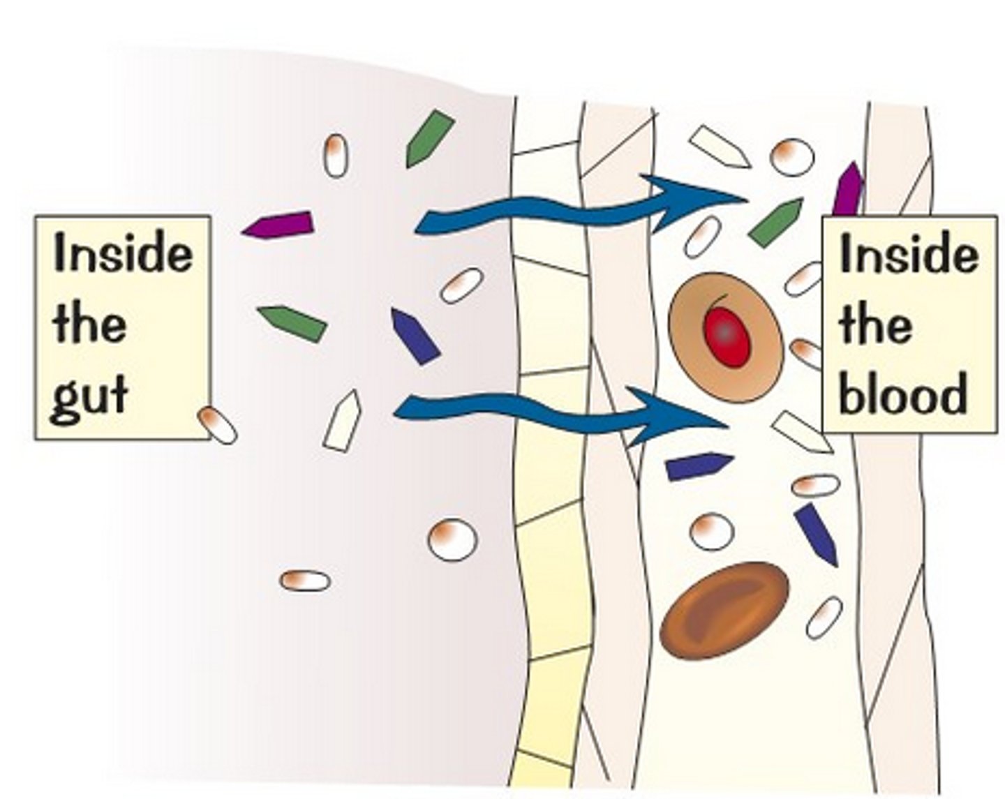 <p>Animal cells which use active transport to absorb sugar molecules</p>