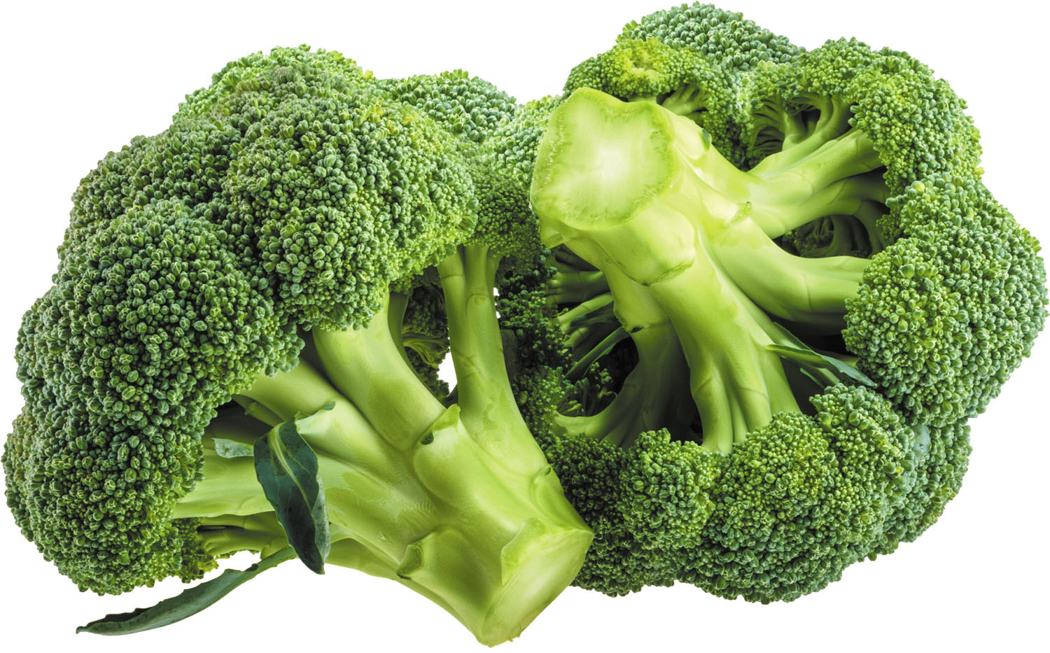 <p>Broccoli</p>