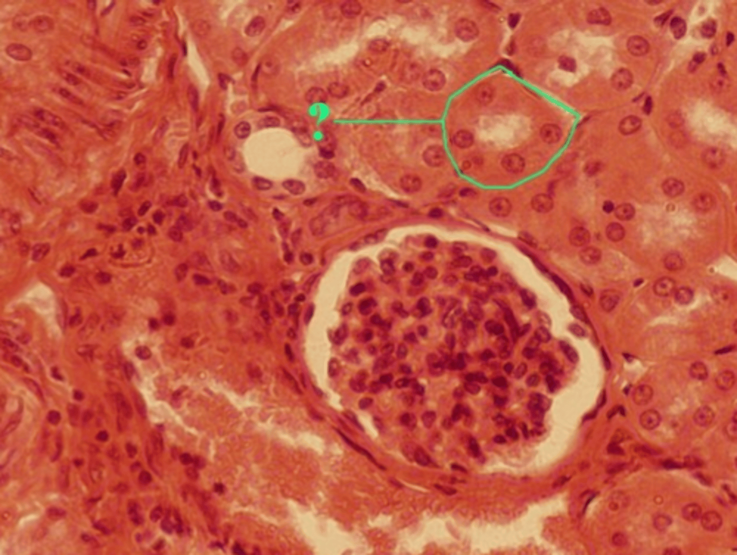 <p>Single layer of cube cells</p><p>Location: kidney tubules, ducts and secretory portions of small glands, ovary surface</p><p>Function: provide a relatively short path for passive transport, but increased cellular machinery allows for active absorption and secretion</p>