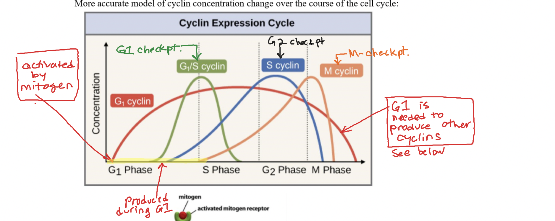 a group of signal proteins that activate CDKs (autocrine). Only active in the cell cycle, their production is controlled by extracellular signal transduction. 