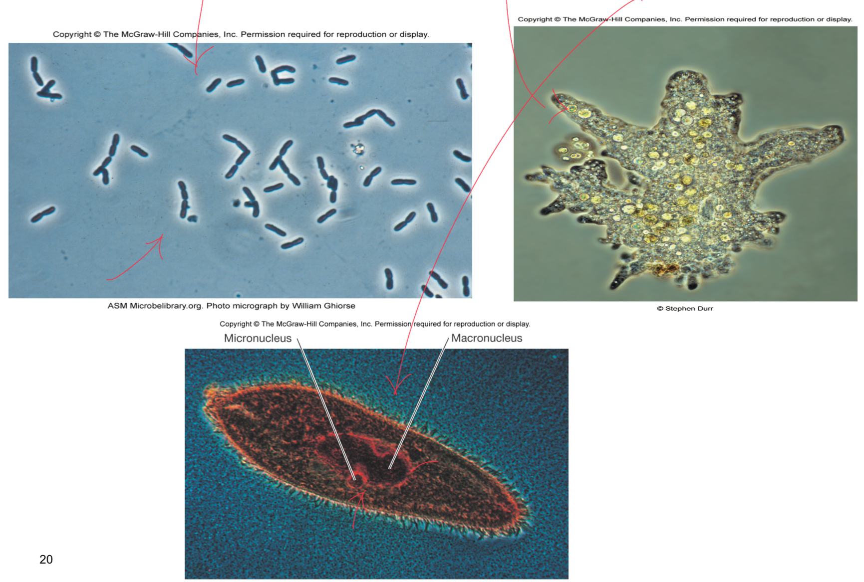 <p>Blue is Pseudomonas sp.</p><ul><li><p>rod shaped and tiny</p></li></ul><p></p><p>Green is Amoeba</p><ul><li><p>has good internal detail, seeing lots of vacuoles</p></li></ul><p></p><p>Blue and Red Paramecium</p><ul><li><p>good internal detail to, seeing the macronucleus which is bigger and micronucleus which is smaller</p></li></ul><p></p>