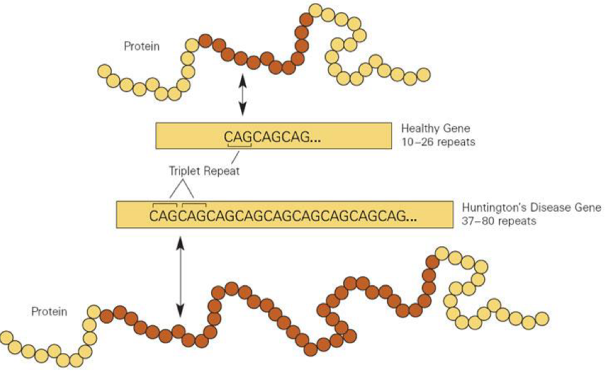 <p>Micro satellites = STRs, 1-6bp repeats 5-50 times</p><p>Dinucleotide repeat = ATATAT</p><p>Trinucleotide = ATGATGATG</p><p></p><p>Mini satellites = longer repeats from 10-60bp, also repeated 5-50 times</p>