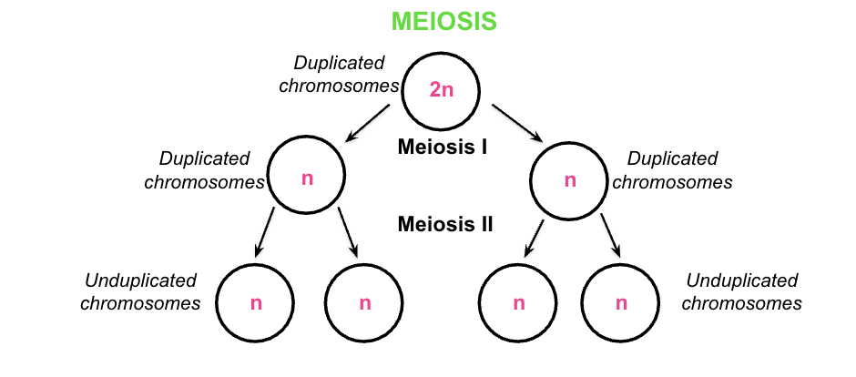 <p>process of cell division that makes gametes</p>