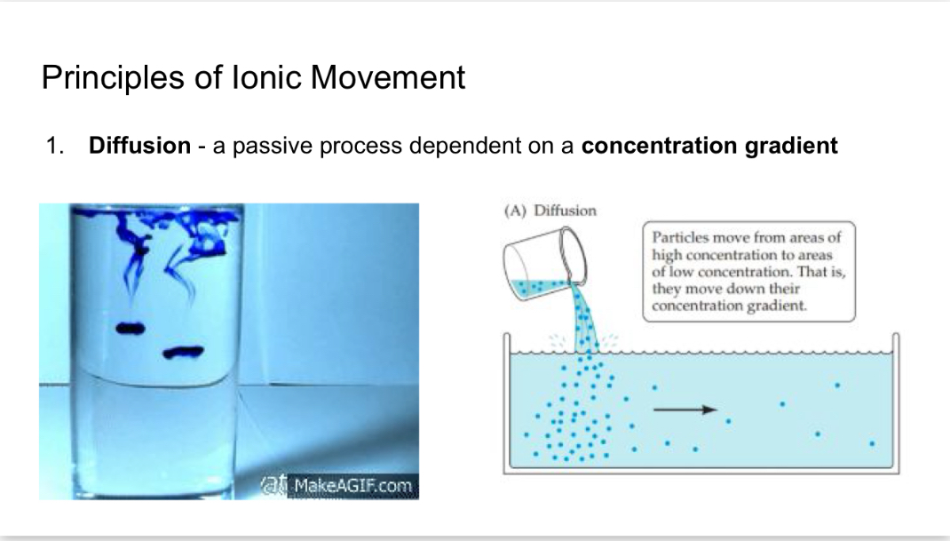 <p>Is a passive process that’s dependent on a concentration gradient</p>