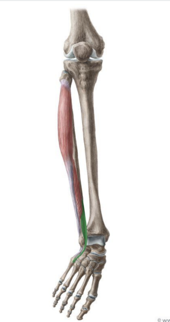 <p>MUSCLE:</p><p>ORIGIN:</p><p>INSERTION:</p><p>NERVE:</p><p>ACTION:</p>