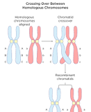 <p>Equivalent sections of non-sister chromatids break and are recombined, and in this way, genes are exchanged between homologous chromosomes. It increases genetic diversity</p>