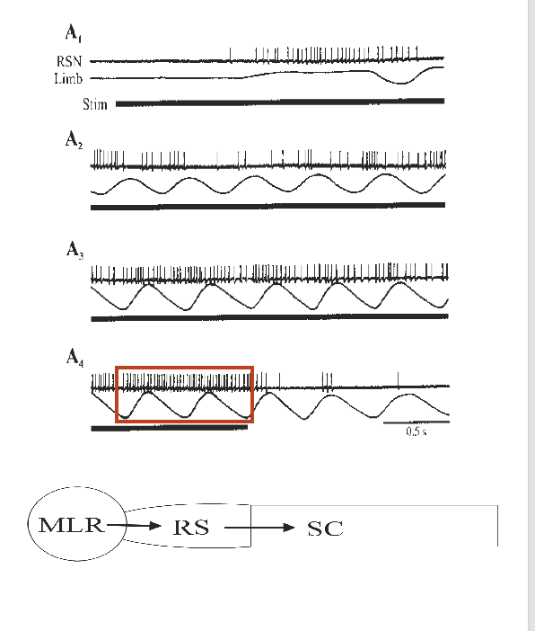 <ol><li><p>The MLR just sends a continuous train of AP at at constant frequency</p></li><li><p>this cannot coordinate the cycle of flex/extensor movement</p></li><li><p>This signal is just to <strong>switch on</strong> CPG</p></li><li><p>CPG <strong>interprets</strong> this signal as a command to generate a motor output</p><ul><li><p>e.g the freq of action potentials</p></li></ul></li><li><p>(e.g walking or running)</p></li><li><p>THEREFORE: the <strong>coordination</strong> of the basic output id done by spinal cord CPG</p></li></ol><p></p>