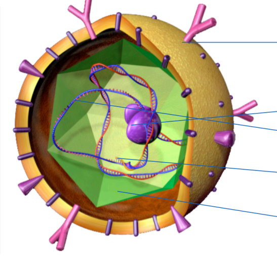 <p>Label the parts of HBV</p>