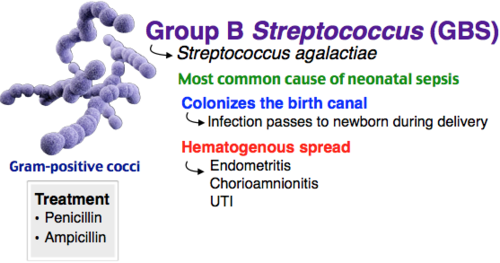 Streptococcus agalactiae (Group B strep)
- 10-30% women colonized in vagina
- vertical transmission during delivery