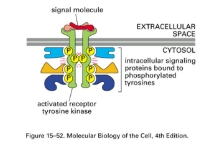 <p>Provide docking sites for other signalling proteins</p>
