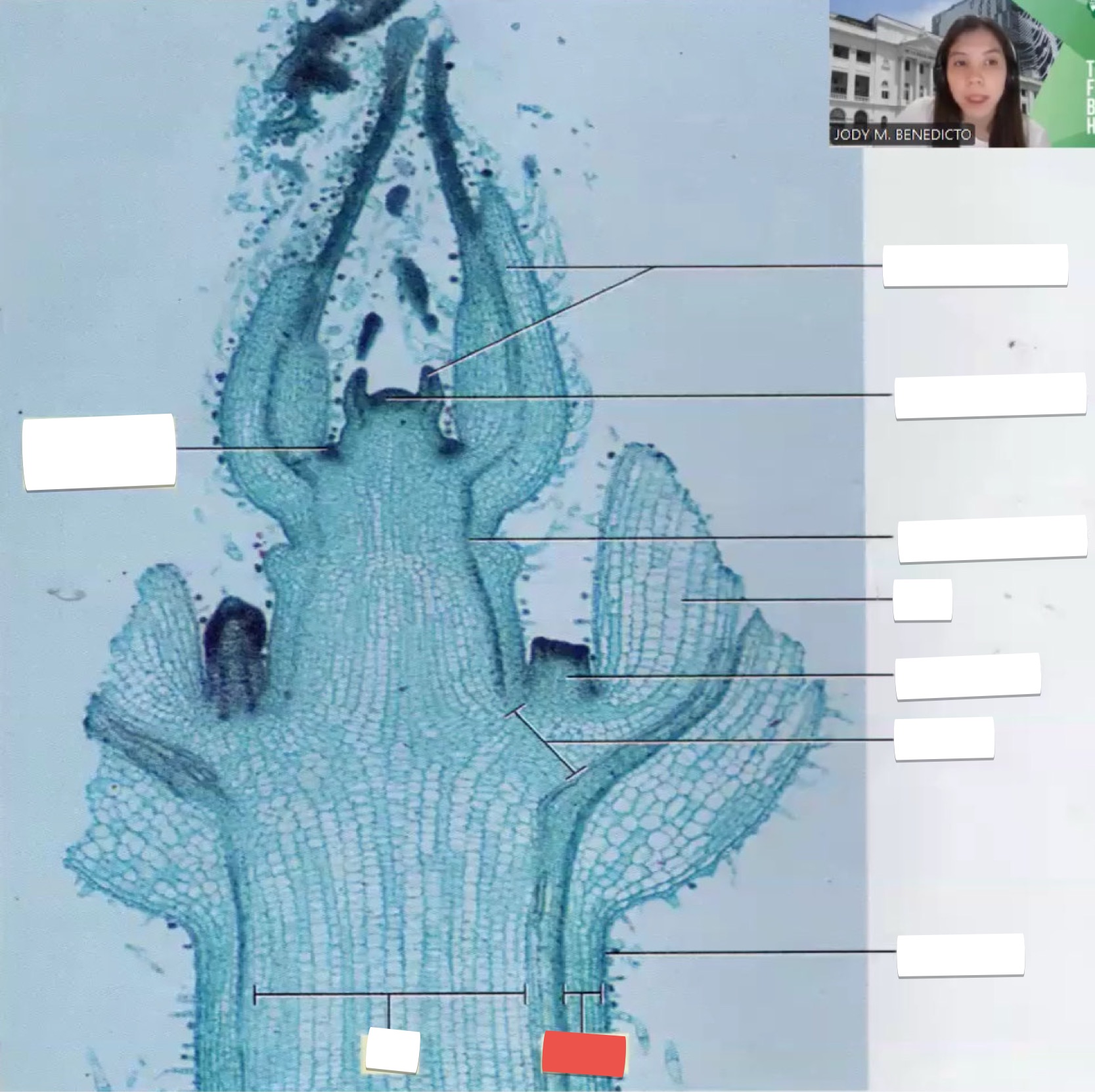 <p>identify the part in red</p>