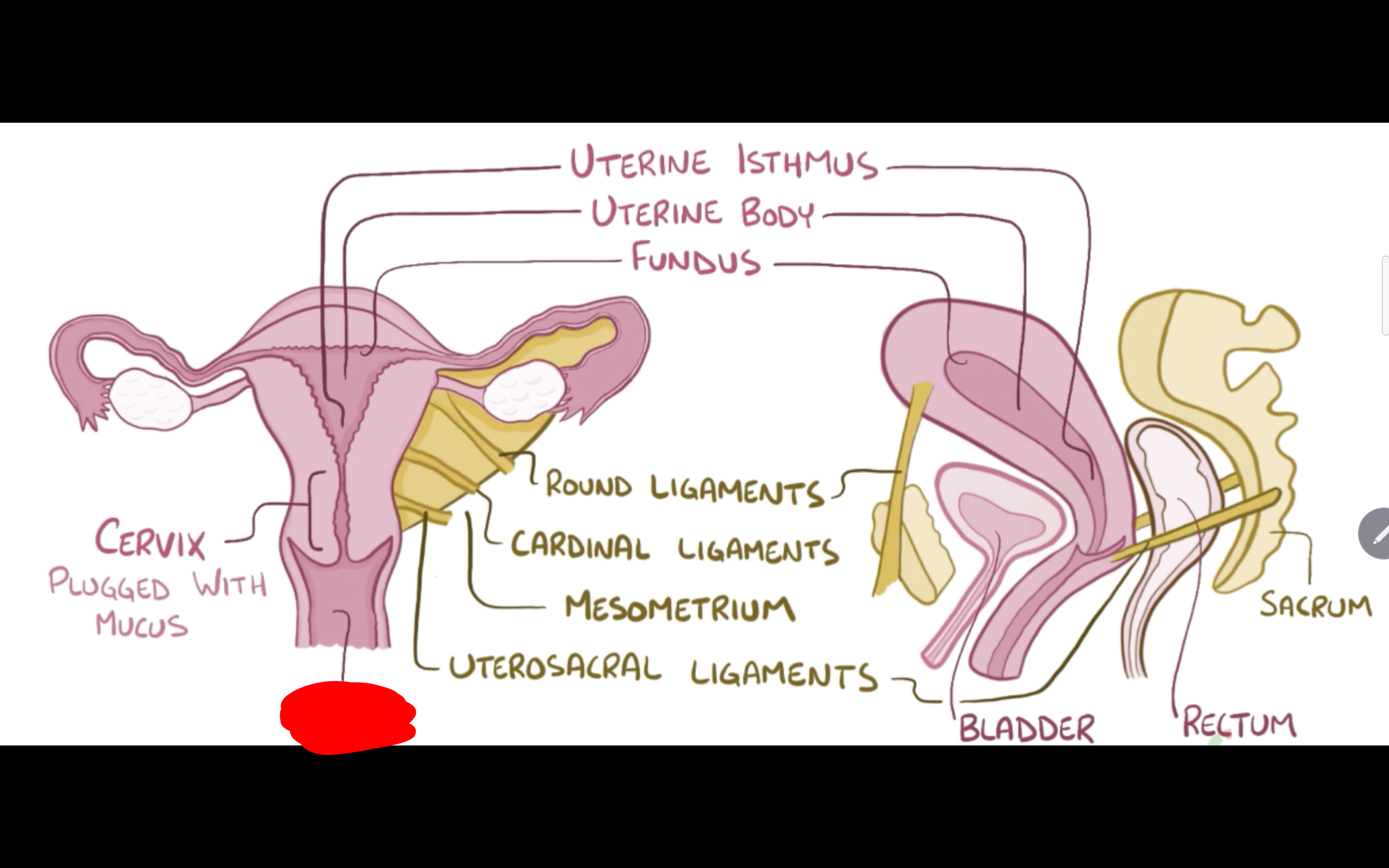 <p>Name the structure in red</p>