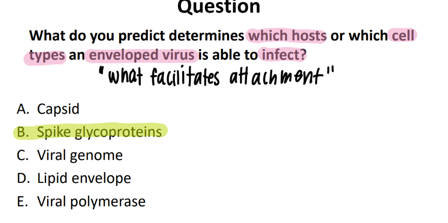 <p>spike glycoproteins! </p>