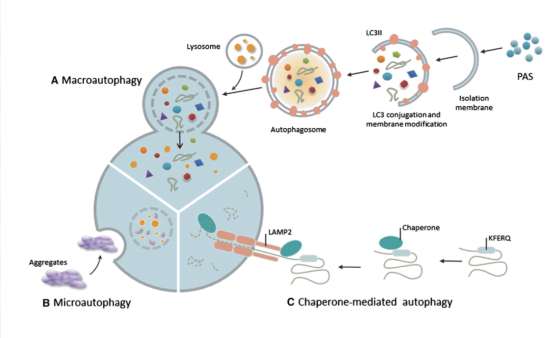 <p><span style="background-color: inherit; line-height: 22px; color: windowtext;"><span>chaperone system- allows proteins to be translocated to lysosomal membrane</span></span><span style="line-height: 22px; color: windowtext;"><span> </span></span></p>