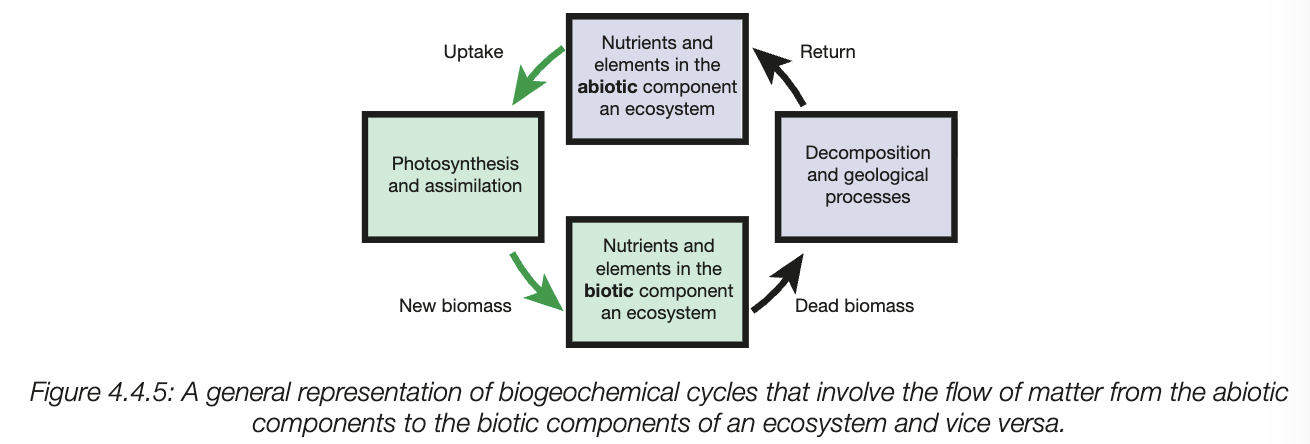 <ul><li><p>chemical elements and simple nutrient molecules needed by organisms are cycled within ecosystems</p></li><li><p>involves interactions between biotic and abiotic components of the ecosystem</p></li><li><p>matter is neither created nor destroyed - matter must be cycled from abiotic environment through living organisms and back to the abiotic</p></li><li><p>involved decomposers - feed on dead and decomposing, metabolic actions break down organic material (e.g. carbs, protein, nucleic acids, lipids) into inorganic substances</p></li><li><p>return to soil, increases soil fertility (abiotic component) to be incorporated back into the new plant (biotic component)<br></p></li><li><p>mail elements making tissue - carbon, oxygen, nitrogen, sulphur, phosphorus, potassium, calcium</p></li></ul><p></p>