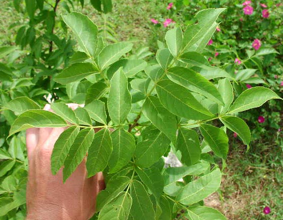 <p>Mexican Buckeye</p>