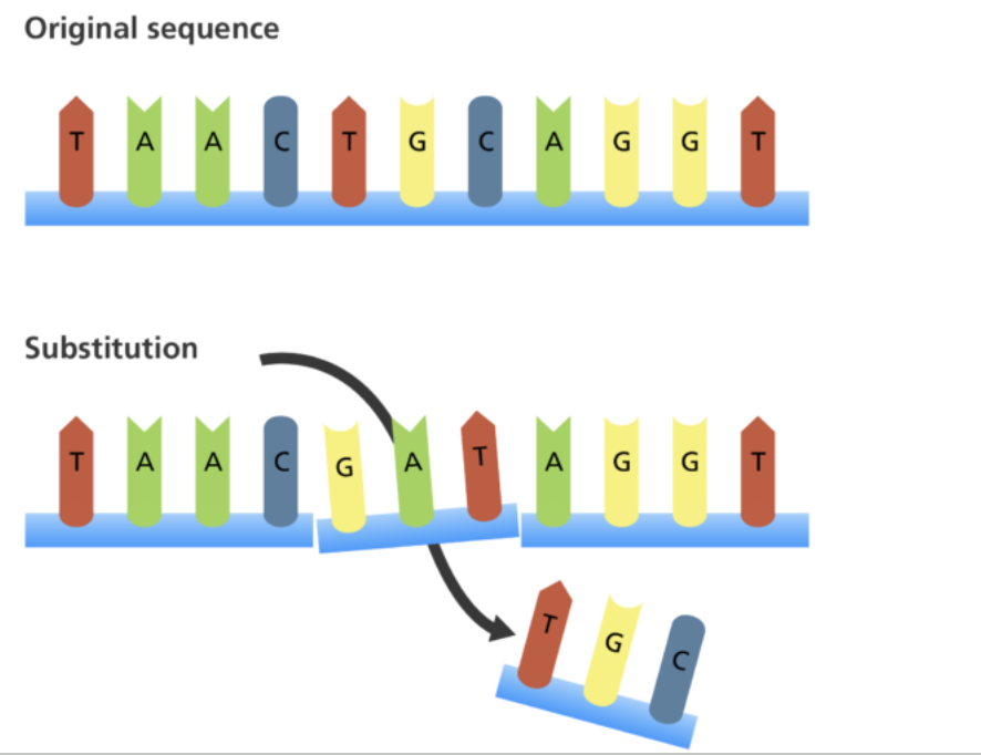 <p><span style="font-family: &quot;Proxima Nova&quot;, sans-serif">When one or more bases in a sequence is replaced by the same number of bases. <em>No frameshift occurs</em>.</span></p>