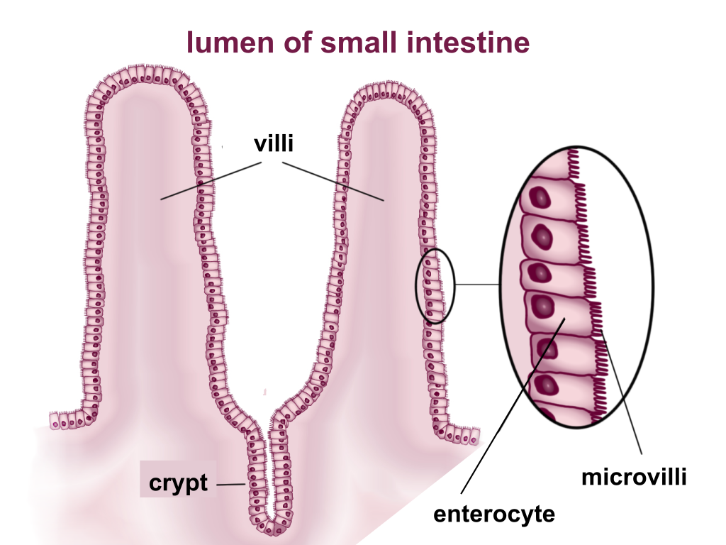 <p>microvilli</p>
