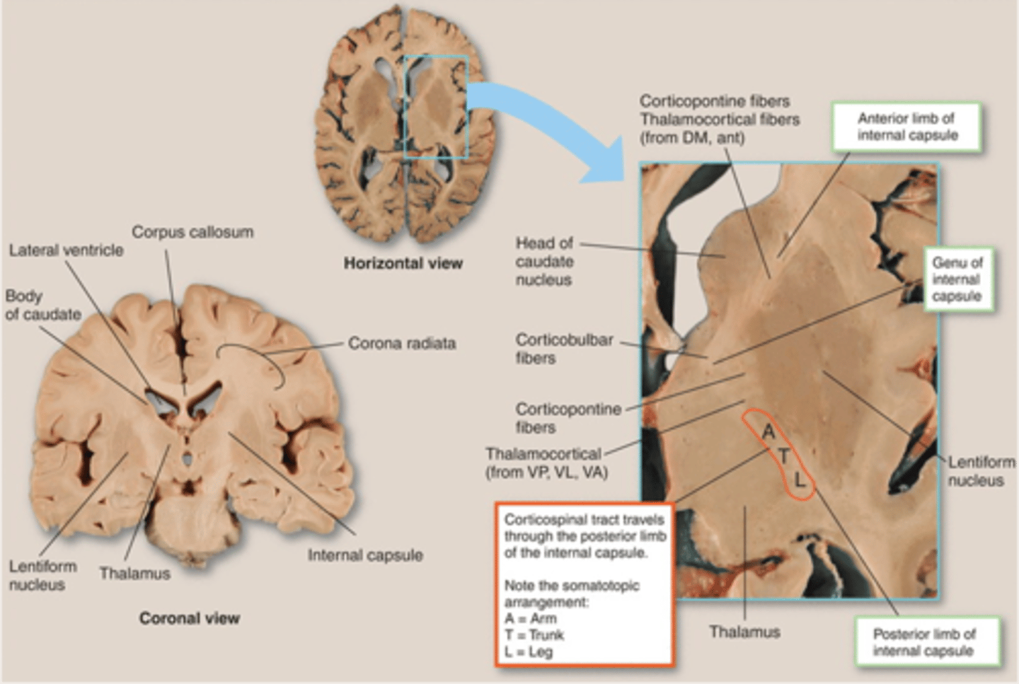 <p>anterior limb</p>
