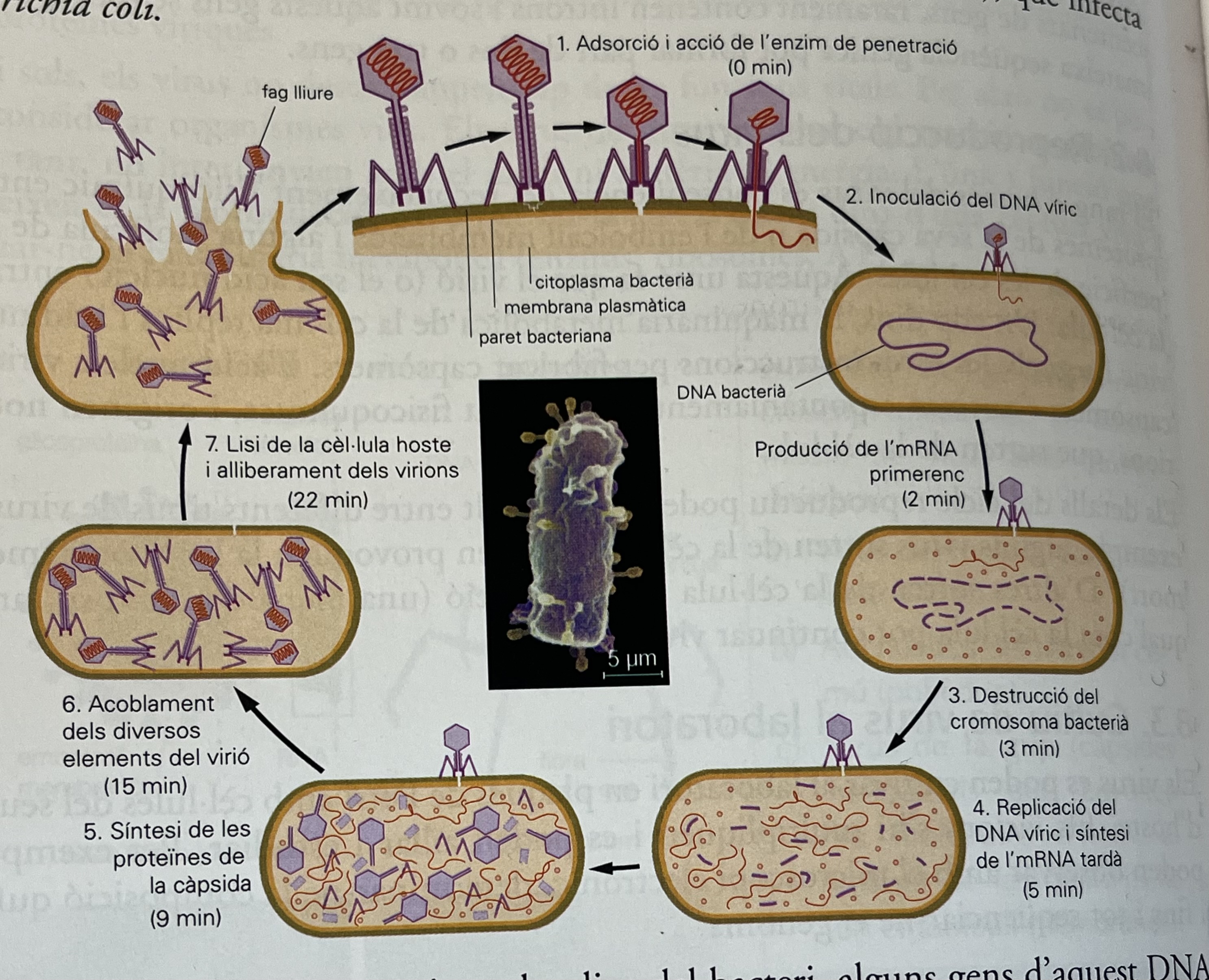 <ol><li><p>Bacteriòfag insereix el seu genoma dins el bacteri</p></li><li><p>És dur a terme la transcripció (fent ús de la maquinària de la cèl.) amb l’ADN del bacteriòfag produint un ARN víric</p></li><li><p>Es fa la traducció on s’obté un <strong>enzim</strong> que <u>destrueix</u> el cromosoma/ADN bacterià</p></li><li><p><strong>Replicació</strong> de l’ADN víric</p></li><li><p><strong>Síntesi </strong>de les proteïnes de la càpsida</p></li><li><p>Acoplament de les proteïnes de la càpsida al voltant de l’ADN víric formant nous virus</p></li><li><p>Es produeix la <strong>lisi </strong>del bacteri infectat (destrucció/trencament)</p></li></ol><p></p>