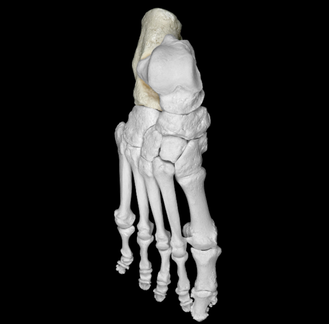 <p>heel bone</p><p></p><p>most posterior </p>