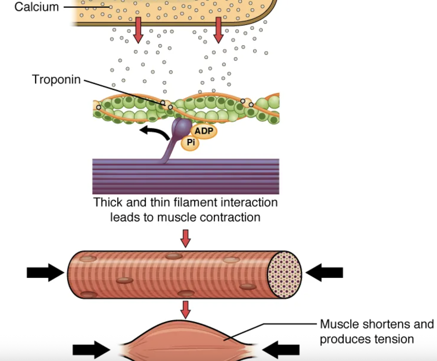 <p>Ca<sup>2+</sup>; contraction</p>
