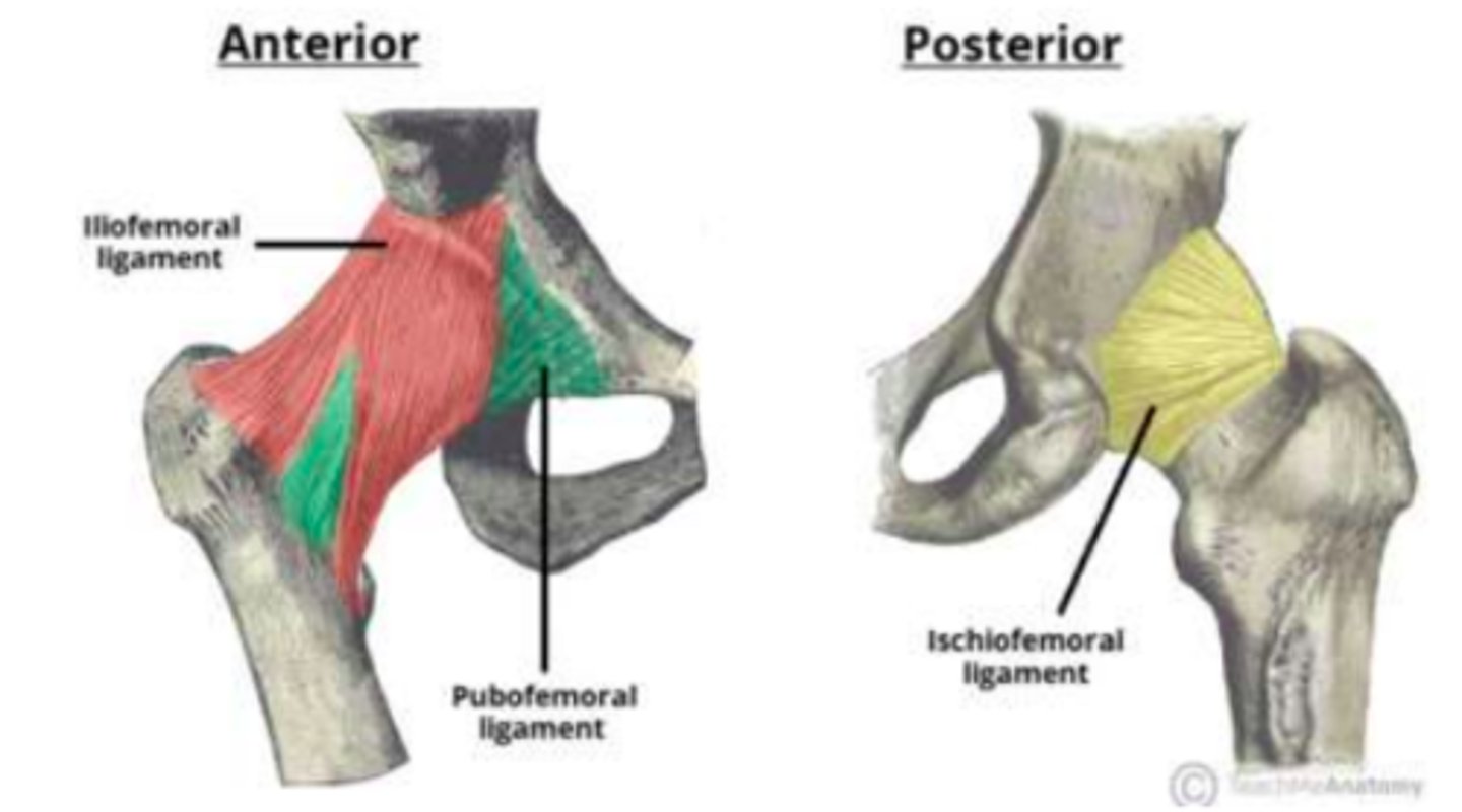 <p>Iliofemoral ligament is the strongest. It is located anterior to the hip-joint and is triangular-shaped.</p>