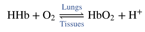 <ol><li><p><span style="color: blue;"><strong>Oxyhemoglobin (HbO<sub>2</sub>)&nbsp;</strong></span></p><ul><li><p>Hemoglobin-O<sub>2</sub> combination&nbsp;</p></li></ul></li><li><p><span style="color: red;"><strong>Deoxyhemoglobin (HHb)</strong></span></p><ul><li><p>Hemoglobin that has released&nbsp;O<sub>2</sub>&nbsp;</p></li><li><p><em>Reduced hemoglobin&nbsp; &nbsp;</em></p></li></ul></li></ol><p></p>