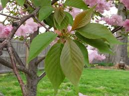 <p>Prunus serrulata 'Kwanzan' / Kwanzan Japanese Flowering Cherry</p>