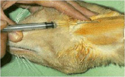 <p>Jugular: Cat </p>