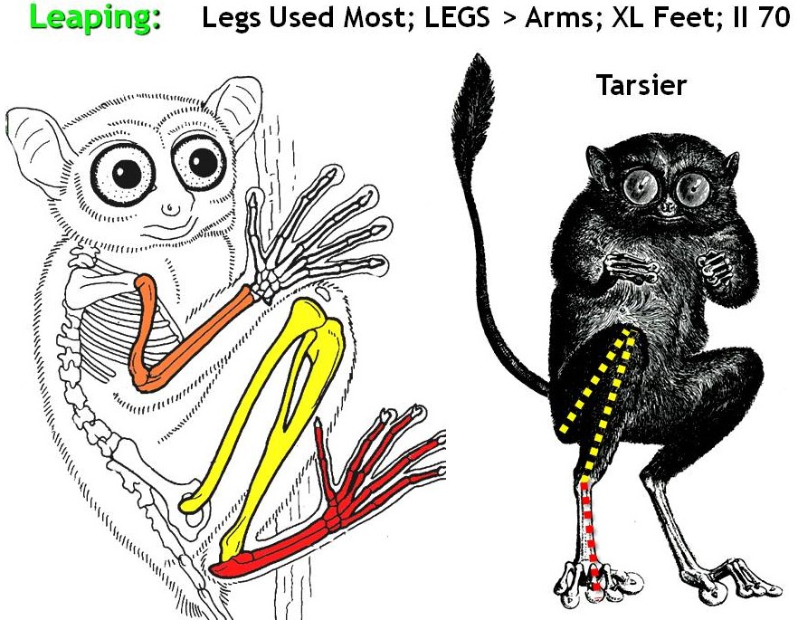 <p><span>legs longer than arms; if foot is extra long, it is a leaper; if foot is extra short, it is a biped</span></p>