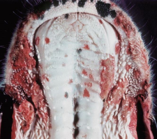 <p>Bovine Viral Diarrhea</p>