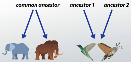 convergent evolution