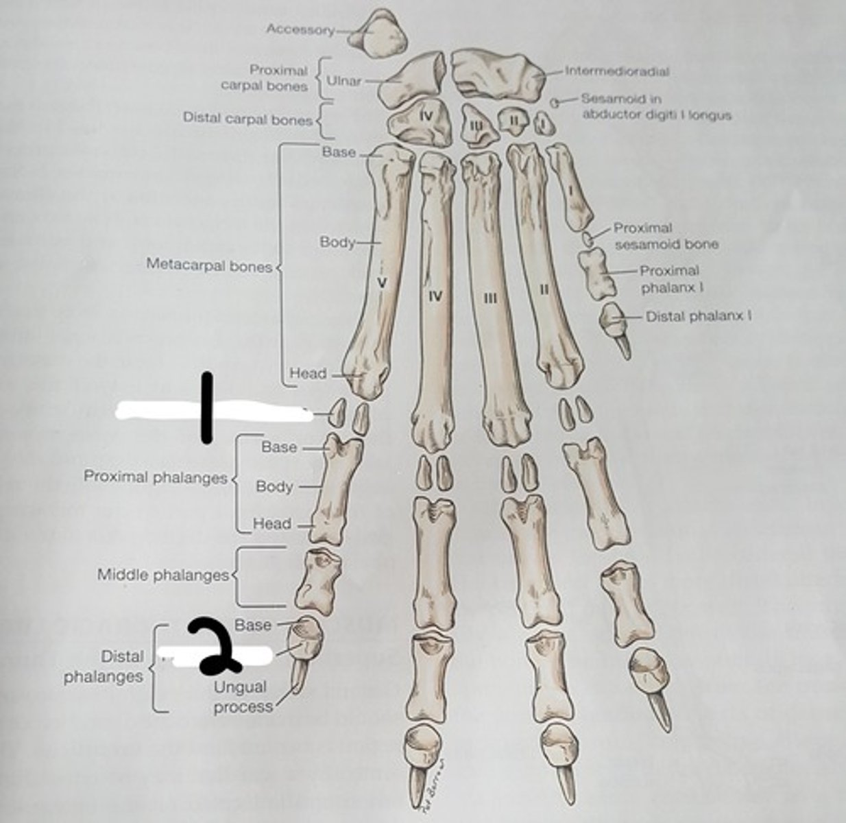 <p>small process on the palmar surface for insertion of the deep digital flexor tendon (#2)</p>