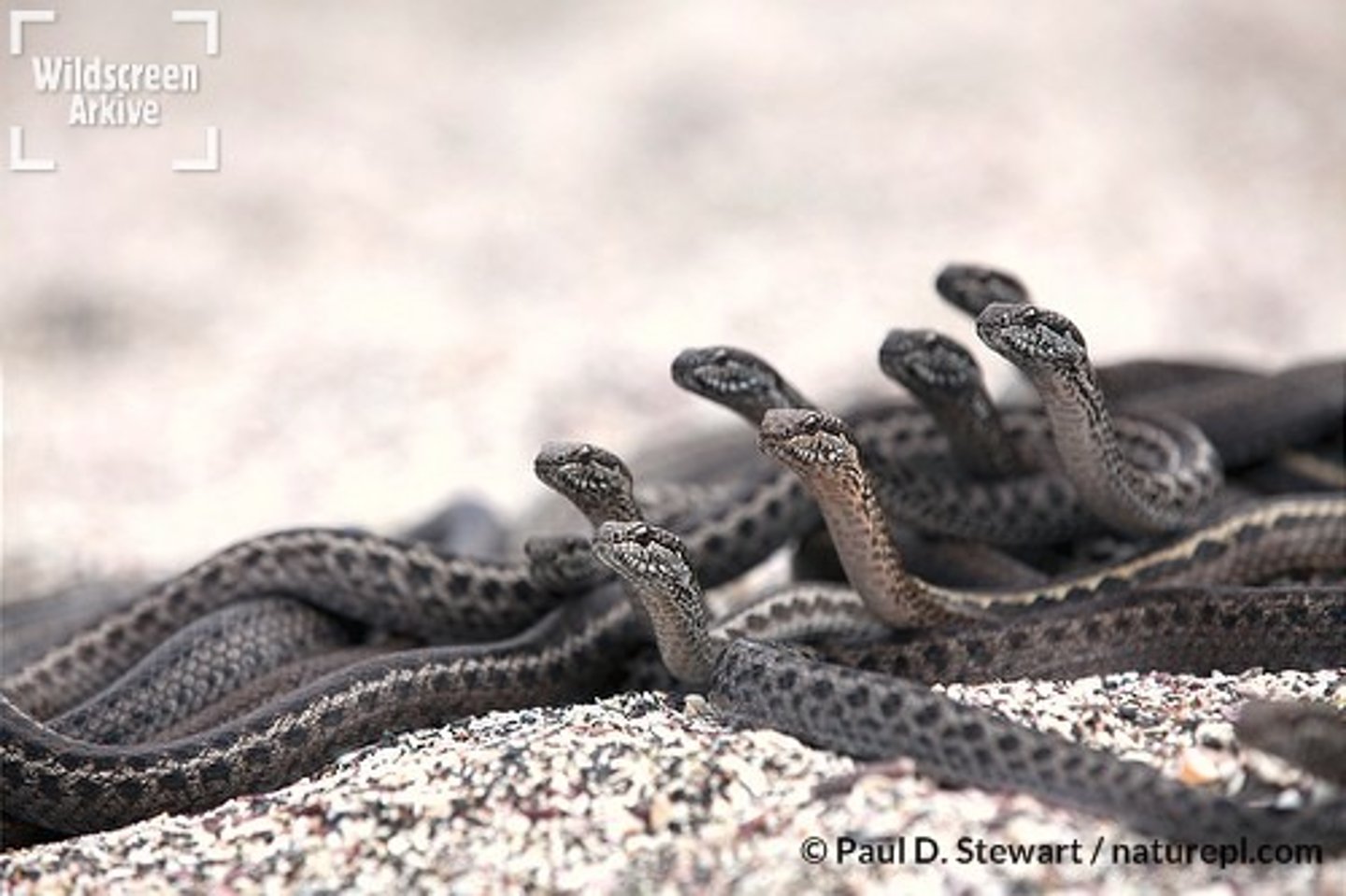 <p>Snakes</p><p>The two genera endemic to Galápagos.</p><p>Alsophis comprises two species, and each of the three species has 2-3 subspecies.</p><p>All of these snakes are constrictors, and most reach a maximum of 1 m in length.</p><p>They are mainly brown in color, with yellowish stripes or spots on their back.</p><p>Their primary prey includes lava lizards, geckos, young marine iguanas, rats, and grasshoppers.</p><p>Galapagos hawks prey on these snakes, as well as feral cats.</p>