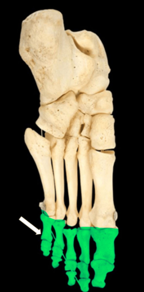 <p>name the bone</p>
