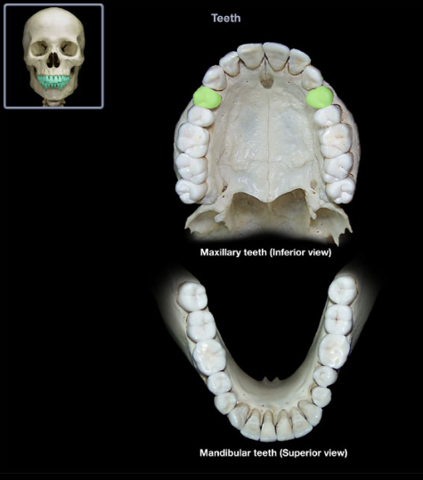 knowt flashcard image
