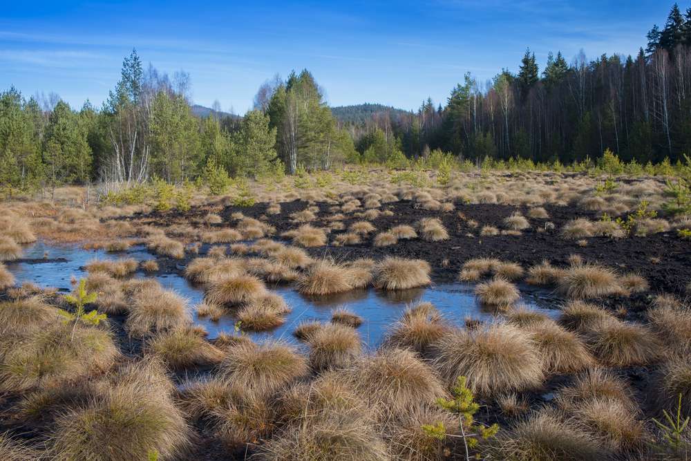 <p>peat bogs</p>