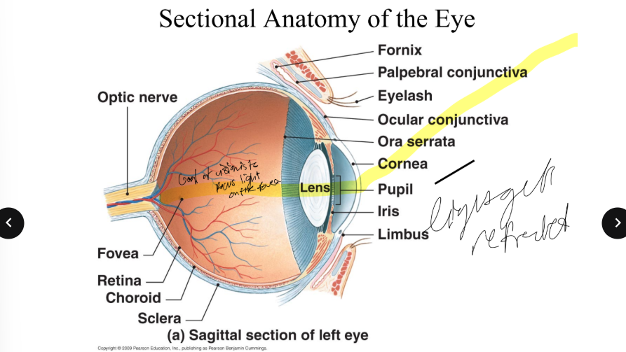 <p>what is the goal of vision? </p>