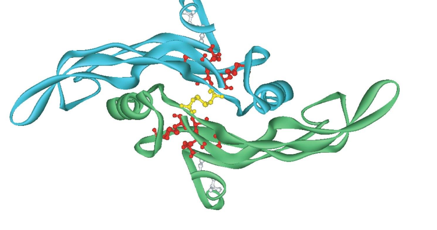 <p>Deux monomères liés par un pont disulfure. Chaque sous-unité comporte 3 ponts disulfures intra-chaîne. </p><p>Des agents réducteurs peuvent casser les ponts disulfures, les désactivant.</p>