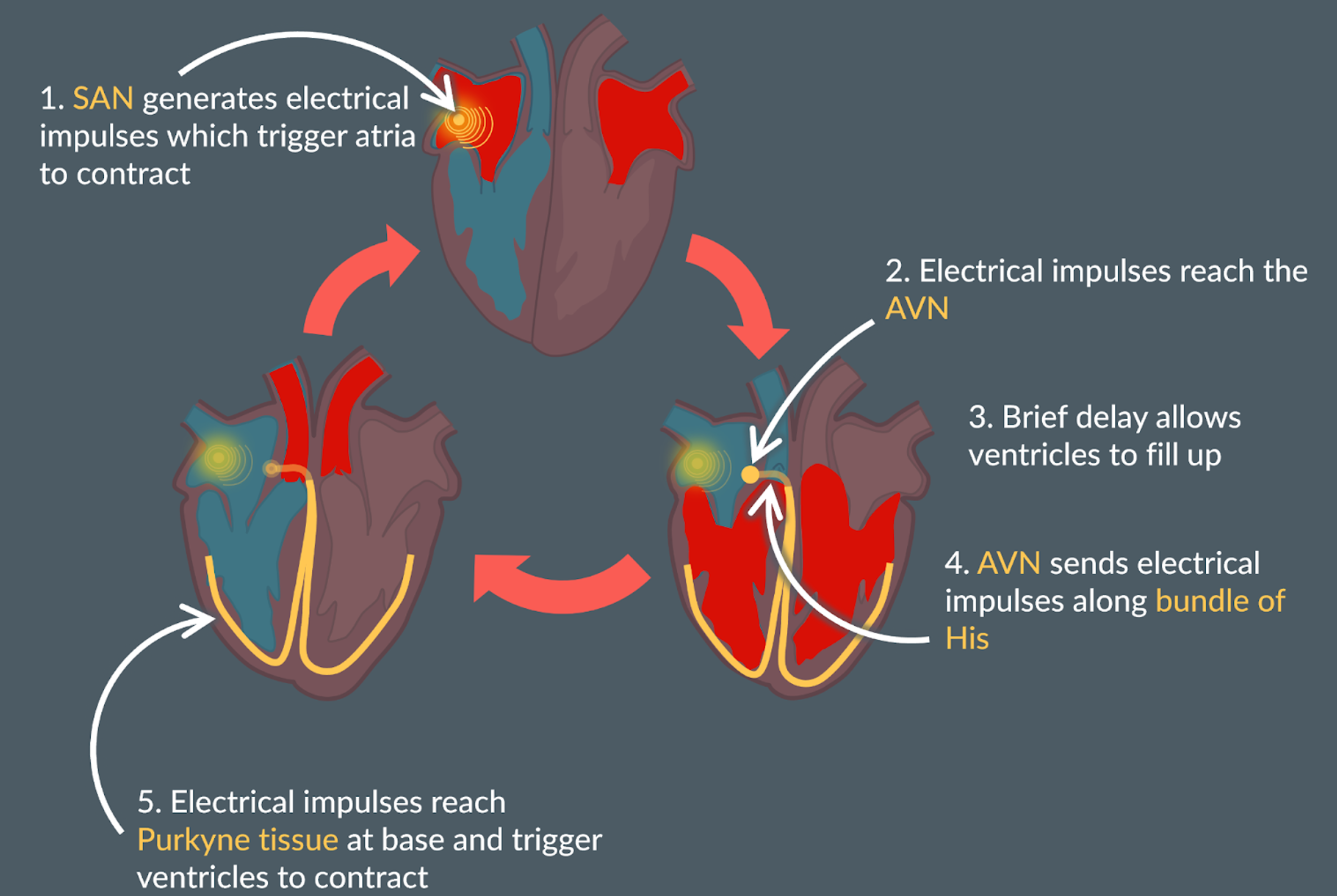 <ul><li><p>Cardiac muscle is myogenic - can contract by itself without initiating the external nervous impulse</p></li><li><p>The (SAN) generates electrical impulses, which trigger the atria to contract.</p></li><li><p>While the artia contract there is a delay of 0.1 second until the electrical impulse is travelled to the atriventricular node (AVN). There is a layer of non-conductive tissue between the atria and ventricles, preventing the electrical impulse from crossing.</p><ul><li><p>There is a delay so that the ventricle is filled up with as much as blood as possible, so when ventricles contract maximum blood travels out of ventricle.</p></li></ul></li><li><p>Once impulse reaches AVN, this causes the imupulse to send electrical impulses through the bundle of His (made of purkyne tissue)</p></li><li><p>While electrical impulse reaches purkyne tissue this causes the base of the ventricles to contract from the base upwards</p><ul><li><p>Allows blood to be efficiently move into the pulmonary artery and aorta</p></li></ul></li></ul><p></p>