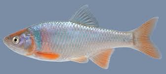 <p><span>Found in the Mississippi River basin from southern Wisconsin and eastern Indiana to South Dakota and Wyoming and south to Louisiana. It is also found as an introduced species in Arizona, Alabama, California, Colorado, Illinois, Georgia, Nebraska, North Carolina, South Carolina, Wyoming, Massachusetts, Utah, Virginia, Nevada, and New Mexico.</span></p>