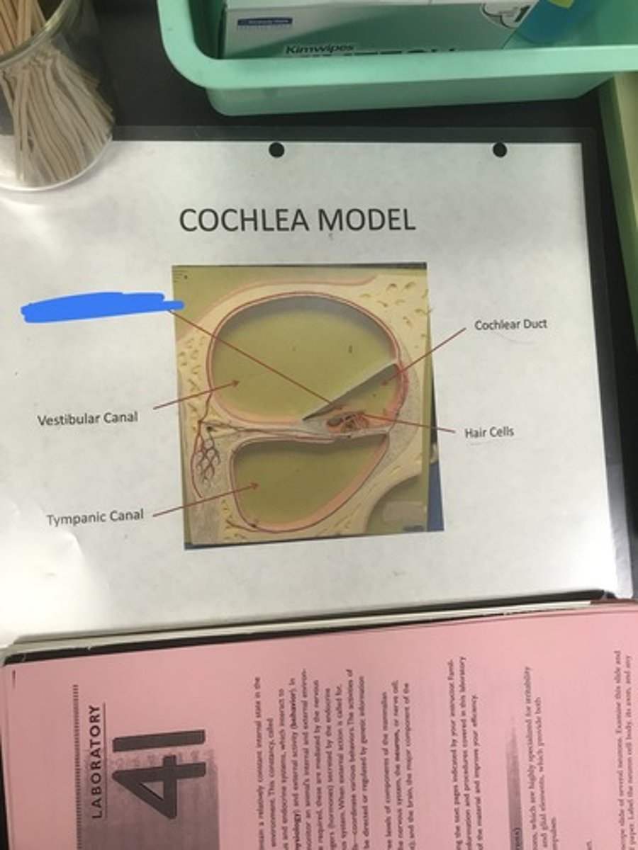 <p>Label the structure covered in blue ink</p>