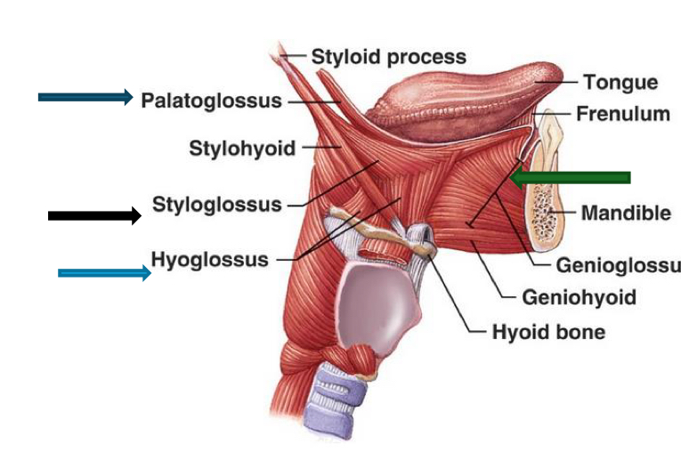 <p>Genioglossus m., Styloglossus m., Palatoglossus m., and Hyoglossus m.</p>