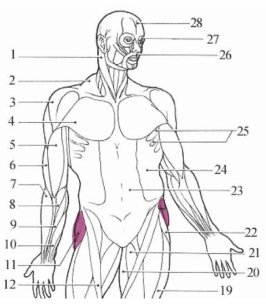 <p>pink muscle</p>